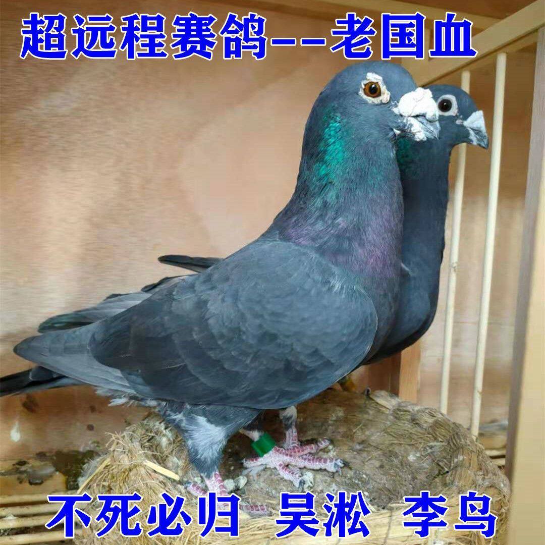 国血吴淞李鸟超远程信鸽鸽子活体远程鸽种鸽幼鸽包活包健康包邮