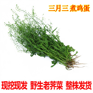 现挖湖北野生新鲜老荠菜荠菜花煮鸡蛋三月三开花荠菜3斤顺丰包邮