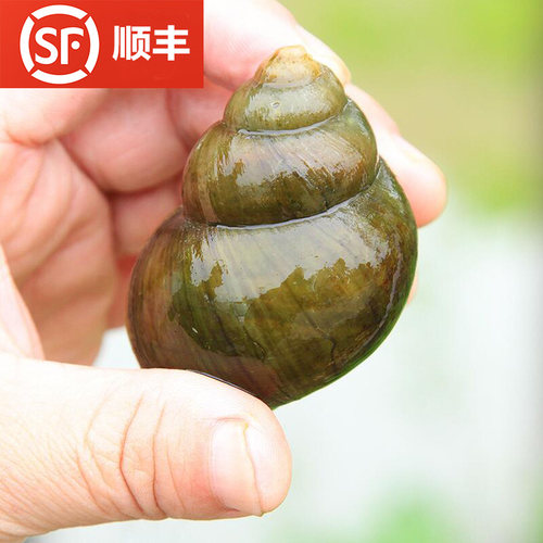 现捞活水田螺新鲜超大4斤顺丰