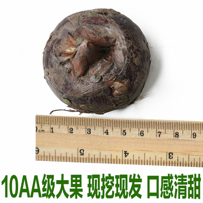 湖北新鲜红皮10AA特大果马蹄地栗 五斤包邮现挖荸荠地梨顺丰包邮