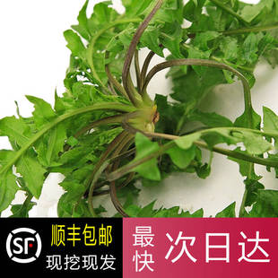 新鲜荠菜野荠菜地丁菜农家蔬菜4斤装加冰顺丰发货 新鲜野荠菜