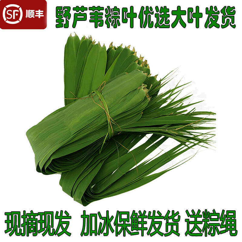 湖北现摘新鲜粽叶野芦苇叶 粽叶子廖叶箸叶苇叶 3斤加冰发货