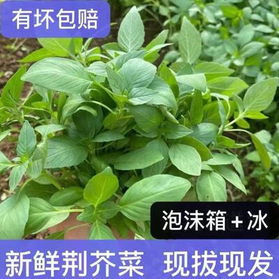 新鲜大叶荆芥当天现拔现发