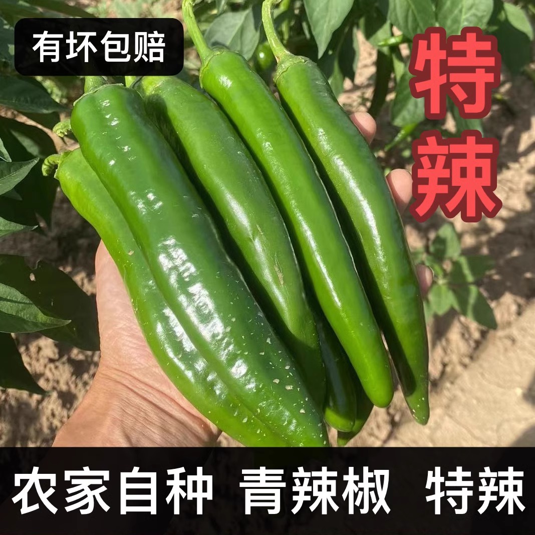 【特辣青椒】正宗农家自种现摘牛角椒...