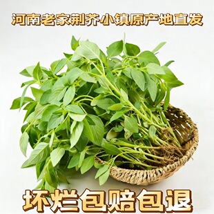 新鲜荆芥菜河南特产现摘现发带根大叶荆芥茎芥调味菜冰鲜蔬菜包邮