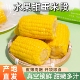 东北水果甜玉米段真空包装 开袋即食玉米学生宿舍早餐低脂免煮代餐