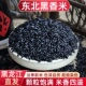 东北黑米黑香米糙米农家自产黑大米粗粮饭五谷杂粮粥健身主食5斤