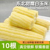 东北甜糯白玉米新鲜大棒粘玉米粘黏苞米粗粮健身主食代餐真空包装