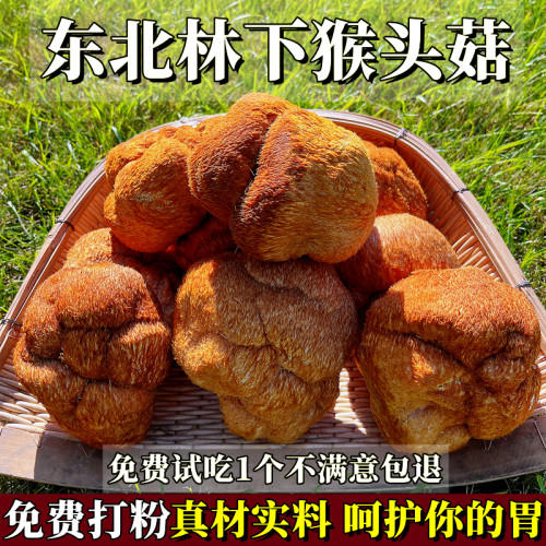 东北山猴头菇干货养胃猴头菇粉