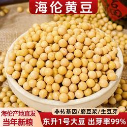 2025东北新黄豆非转基因海伦大豆东升1号生黄豆芽打豆浆高蛋白5斤