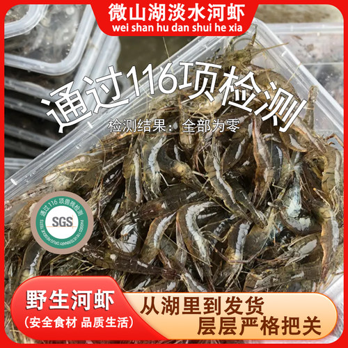 【当日捕捞】新鲜小河虾微山湖