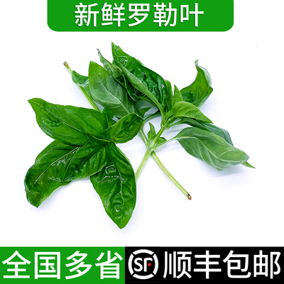 绿食者 罗勒叶 新鲜蔬菜可食用西餐香料欧罗青酱调料 顺丰包邮