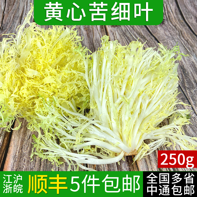黄心苦菊250g 九芽狗牙生菜 新鲜蔬菜沙拉菜苦苣 江浙沪皖5件包邮