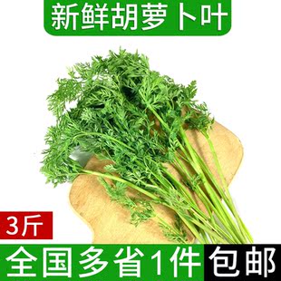 新鲜胡萝卜叶子3斤 新鲜现摘萝卜叶萝卜缨子新鲜蔬菜胡萝卜叶包邮