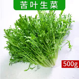 包邮 新鲜苦菊500g 苦叶生菜苦细叶狗芽菜苦苣生菜蔬菜沙拉食材5件