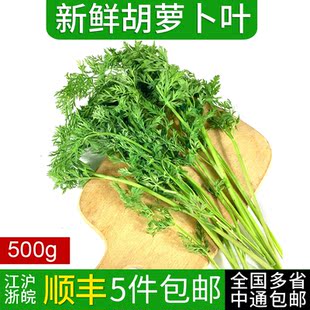 新鲜胡萝卜叶子500g 新鲜现摘萝卜叶 萝卜缨子 新鲜蔬菜胡萝卜叶