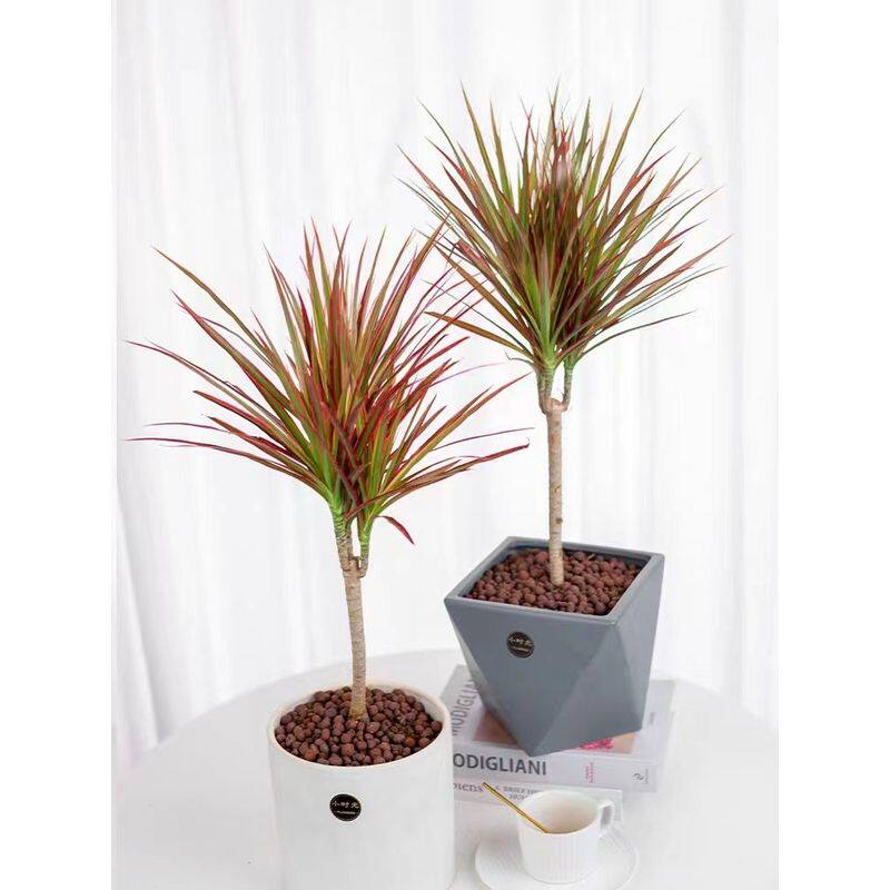 七彩马尾铁多头桩盆栽花卉龙血树室内外客厅绿色净化空气植物水培