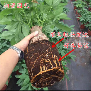 常青招财阳台客厅花卉植物基地直发 发财树盆栽大号好养易活四季