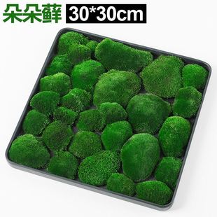 鲜活苔藓微景观盆景铺面青苔装饰假山水陆缸雨林diy造景材料植物