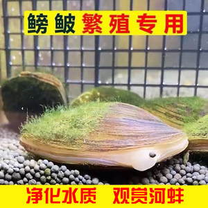 七彩可儿水族宠物爆款推荐