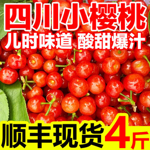 水果 现摘现发四川小樱桃恩特儿攀枝花土樱桃新鲜应季