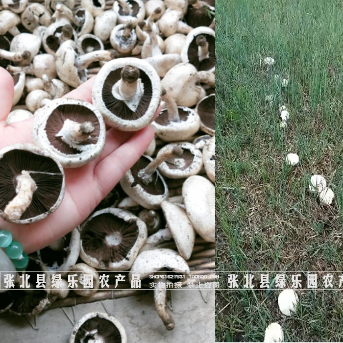 正宗张家口草原口蘑 黑口蘑 草原白口蘑 草蘑 食用菌干货蘑菇包邮