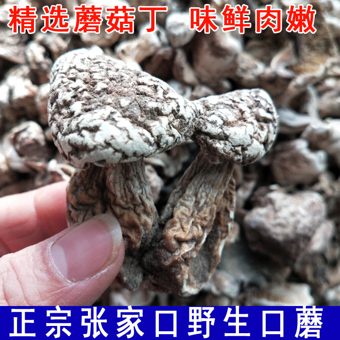 张家口野生口蘑纯野生口蘑精选蘑菇丁杨树林红头蘑菇坝上口蘑