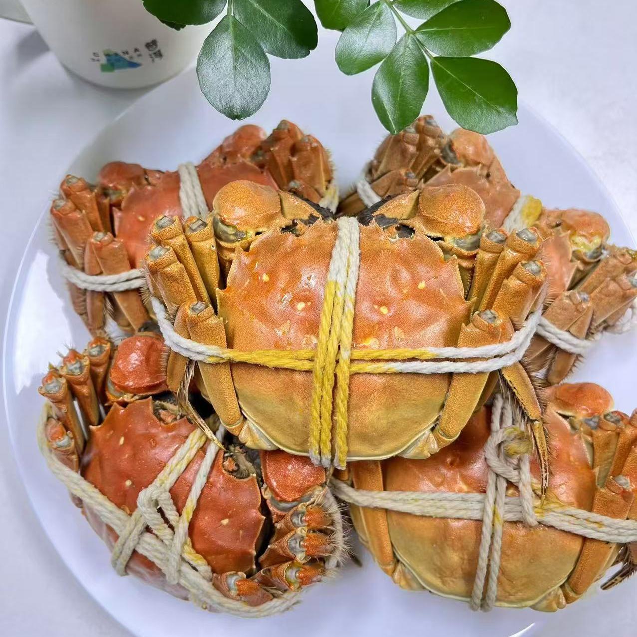 【先看页面售后要求】芦苇荡大闸蟹公蟹母蟹组合 6小时内反馈售后