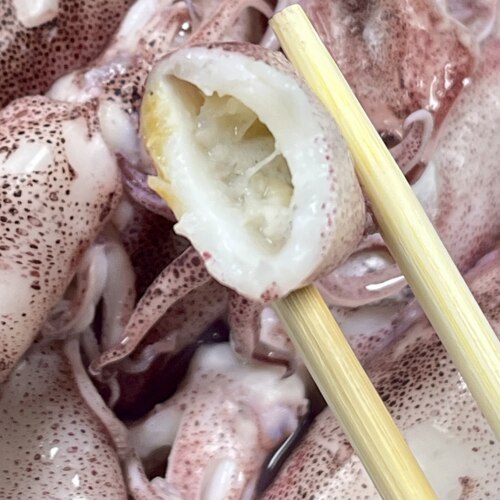 【先看页面售后要求】小管鱿鱼400g/盒 白灼油焖 发顺丰