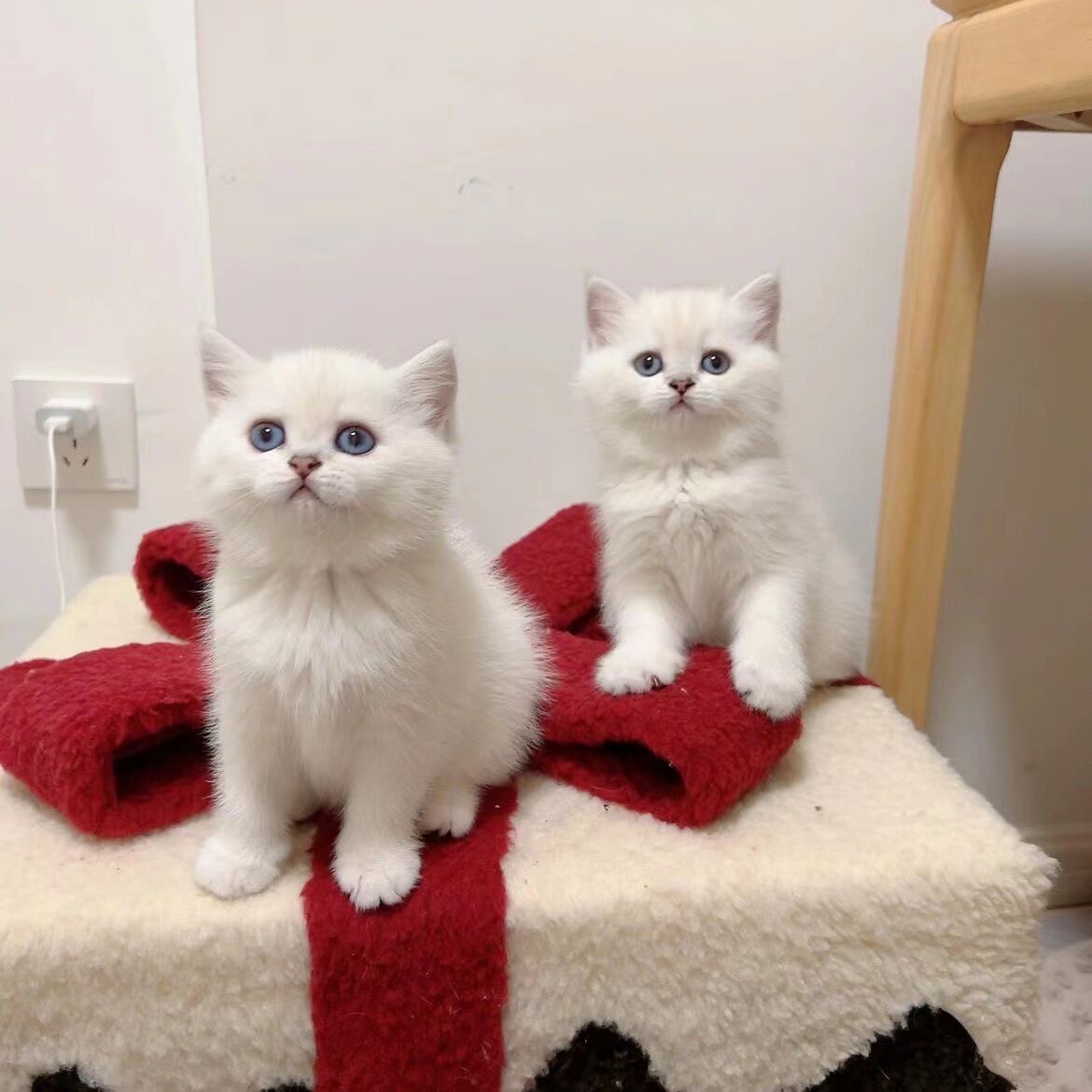 纯种英国短毛银渐层银点宠物猫幼崽活物英短健康粘人小奶猫活体猫