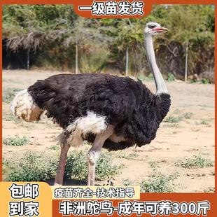 脱温鸵鸟活苗非洲鸵鸟公母一对幼苗正宗鸵鸟活苗散养澳洲小鸵鸟苗