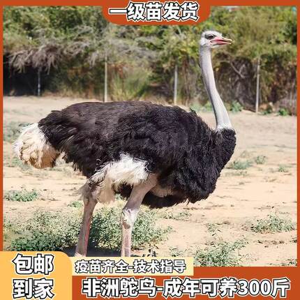 脱温鸵鸟活苗非洲鸵鸟公母一对幼苗正宗鸵鸟活苗散养澳洲小鸵鸟苗