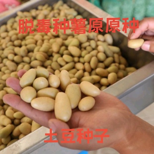 0.6-2g定西土豆青薯陇薯v7冀张新大坪大西脱毒原原种洋芋种子包邮