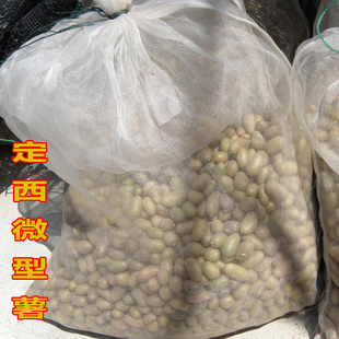 1-2g定西脱毒种薯原原种马铃薯土豆红黄白洋芋种子 1斤400粒包邮