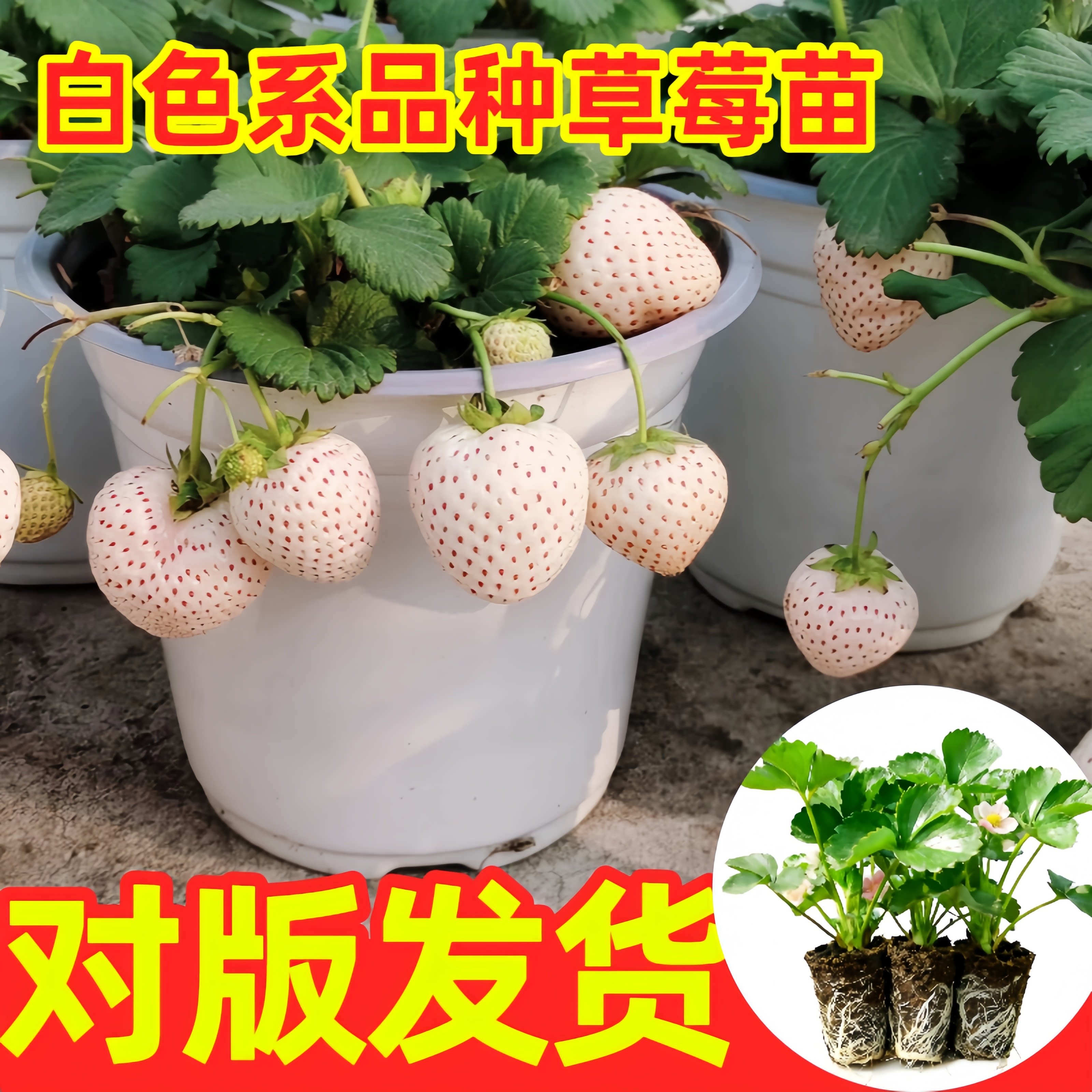 【白色草莓苗】四季盆栽食用梦之芙莹白露天使草莓新苗秧种籽子