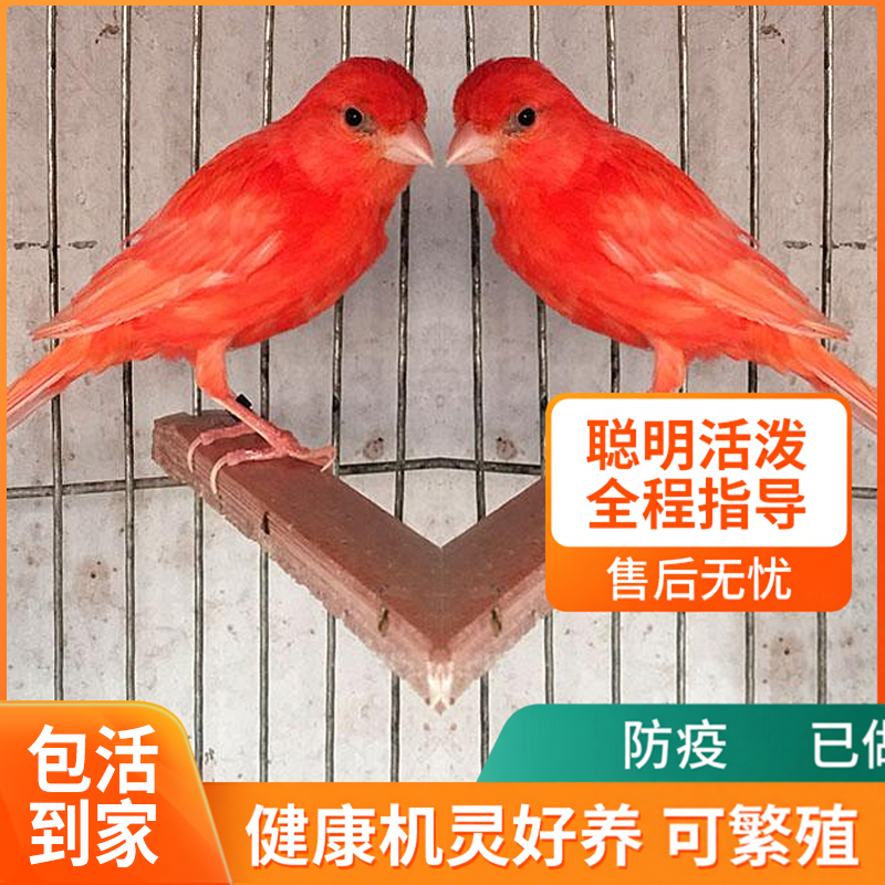 宠物鸟活体活物观赏鸟辣椒红芙蓉金丝雀红桂皮辣椒红雪花红鸟包邮