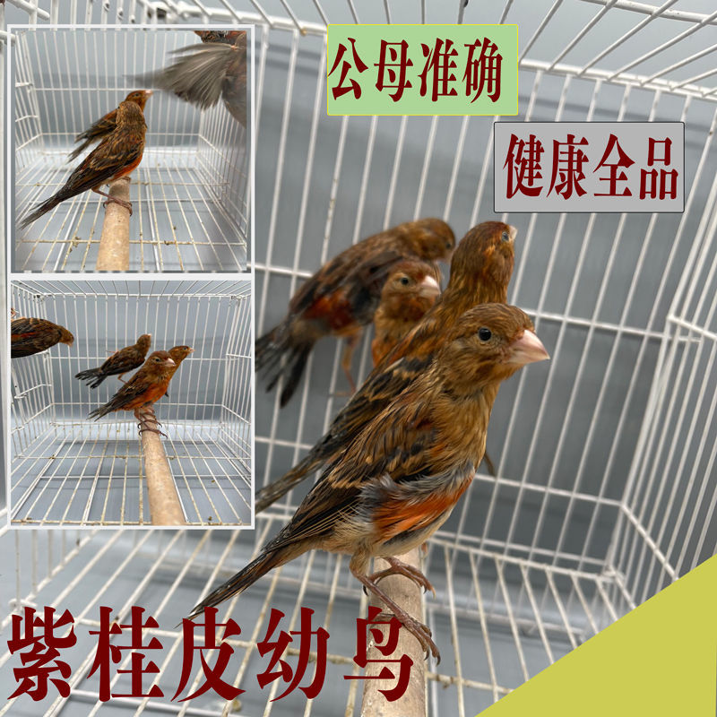 紫桂皮小鸟活体一对桂皮幼鸟成年鸟