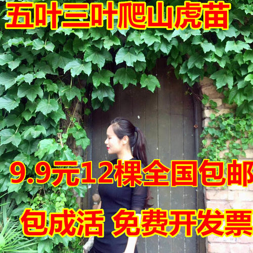 爬山虎护坡遮阳夏天爬墙