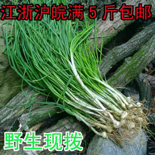 新鲜野蒜小根蒜野葱（野蒜这个季节已经长蒜苔了，有叶子可腌制）