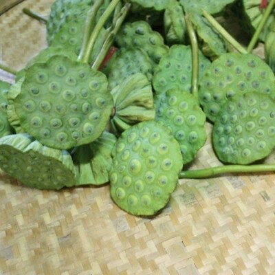2026年天然新鲜莲子嫩莲子米可生吃水果莲子带新鲜莲蓬头浙江发货