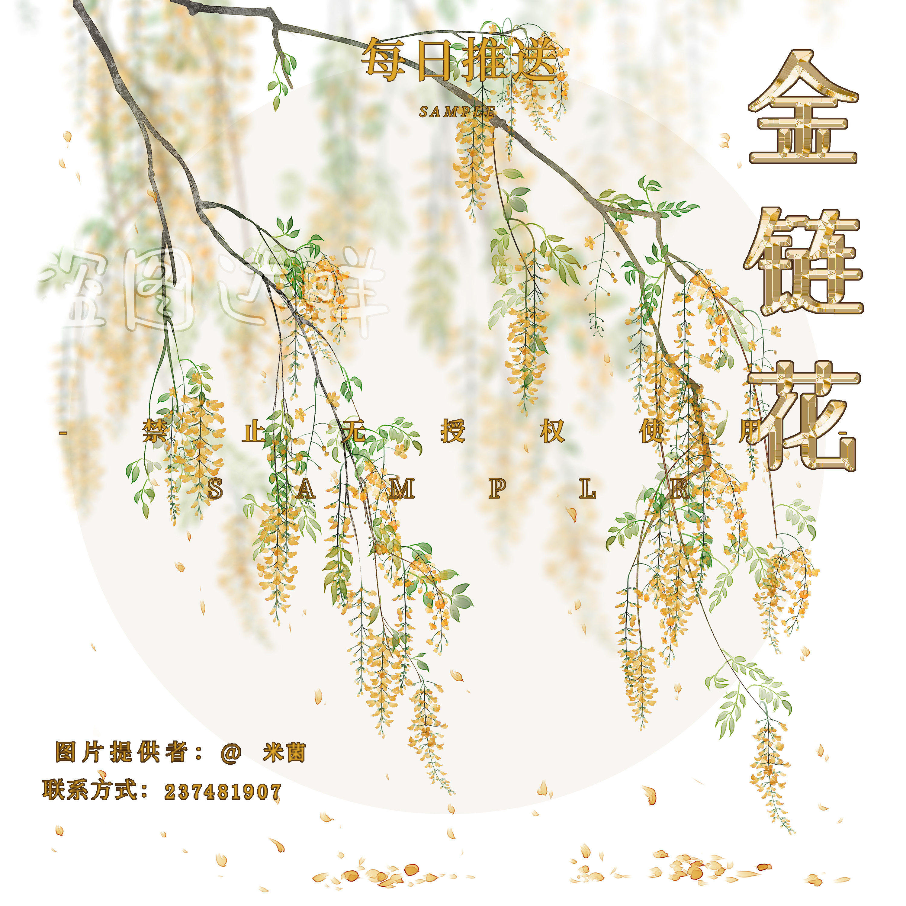 【金链花】原创植物素材花卉透明底古风png可商银杏免抠绘画背景
