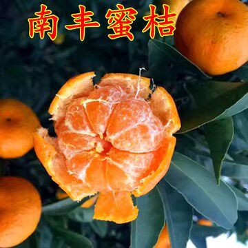 正宗江西南丰蜜桔苗嫁接南丰蜜橘树苗贡桔早熟桔子无核果树苗南方