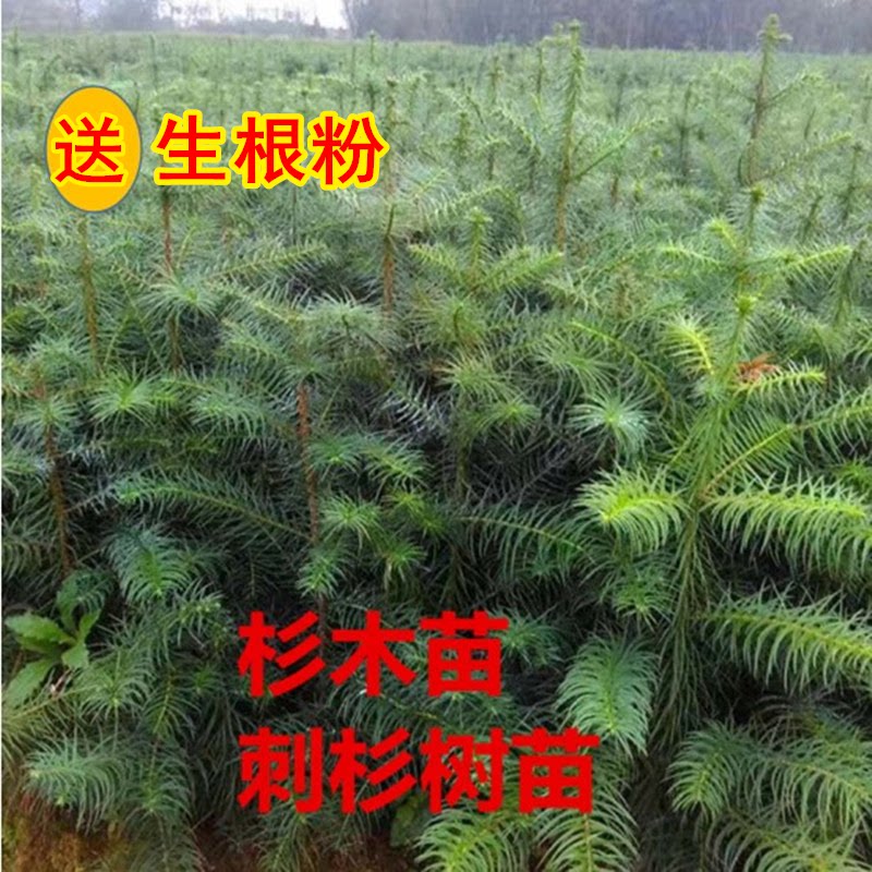 良种速生杉木苗杉树苗刺沙树沙木苗池杉苗常绿化荒山造林一年生苗