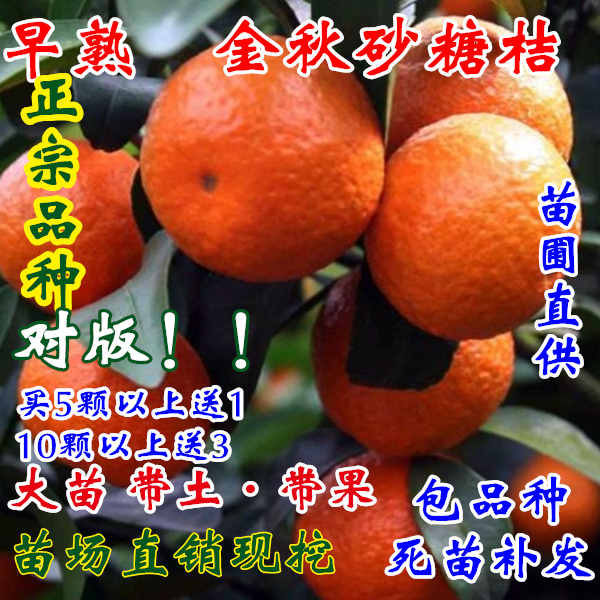 无籽早熟金秋砂糖橘苗沙糖桔树苗碰沃柑蜜桔子嫁接果树苗南方盆栽