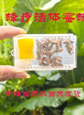 中蜂活体蜂疗蜜蜂土蜂