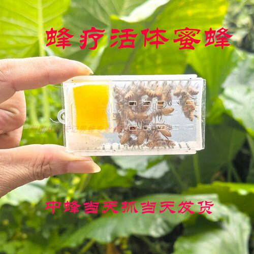 中蜂王活体蜜蜂双色红背高产