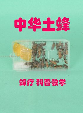 活体蜜蜂中蜂蜂疗刺蜇口粮