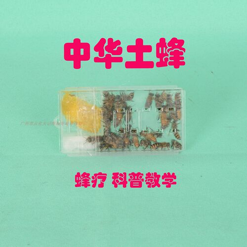 活体蜜蜂中蜂蜂疗刺蜇口粮