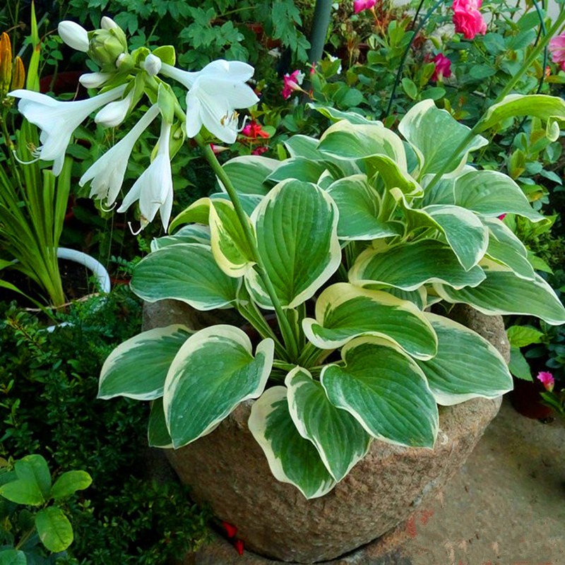 矾根玉簪盆栽花卉植物
