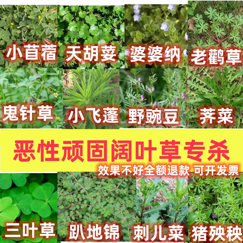 草坪除恶阔圆杂草特效药不伤草坪